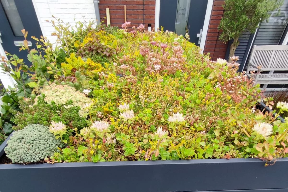 Green Plant Grey Ombouw antracietgrijs | 3 Containers - Afbeelding 2